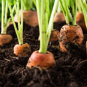 Conseils en août : plantez les légumes d'hiver